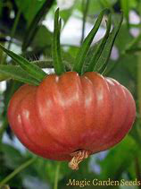 tomate brandy wine