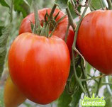 tomate coeur de boeuf