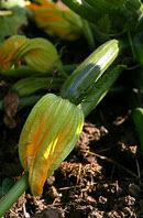 Fleur de courgette (1 pièce)