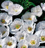 Coquelicot Bridal Sink