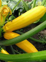 Courgette jaune (1 kg)