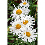 Marguerites Crazy Daisy