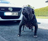 Hundegeschirr mit Nieten