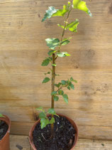 Bonsaijungpflanze Hängebirke / Betula pendula Juni 26 Nr.3