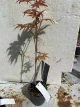 Bonsai Jungpflanze japanischer Blutahorn April 25 Nr. 23