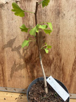 Bonsaijungpflanze Ginkgo biloba Nr. 3