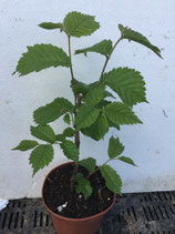 Bonsaijungpflanze Bergulme Mai 25 Nr. 11 / Ulmus glabra