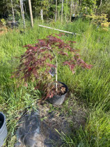 Japanischer Schlitzahorn Acer palmatum Nr. 6