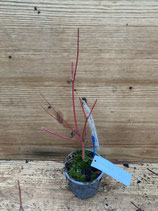 Bonsai Jungpflanze Fächerahorn "Sangokaku" Nr. 149
