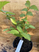 Bonsaijungpflanze Flatterulme / Ulmus laevis Okt. 25 Nr. 7