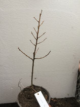 Bonsaijungpflanze japanische Lärche Nr. A10