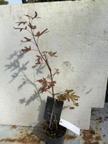 Bonsai Jungpflanze japanischer Blutahorn Nr. 16