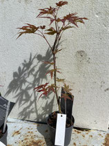 Bonsai Jungpflanze japanischer Blutahorn Nr. 19