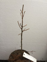 Bonsaijungpflanze japanische Lärche Nr. A2