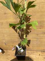 Bonsaijungpflanze Ginkgo biloba Nr. 13