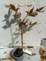 Bonsai Jungpflanze japanischer Blutahorn Nr. 59