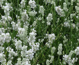 Lavendel weiss "Edelweiss" im 9x11cm Topf