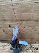 Bonsai Jungpflanze Fächerahorn "Sangokaku" Nr. 145