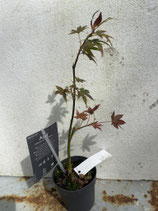 Bonsai Jungpflanze japanischer Blutahorn Nr. 8