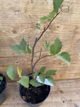 Bonsaijungpflanze Flatterulme / Ulmus laevis Okt. 25 Nr. 10