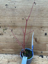 Bonsai Jungpflanze Fächerahorn "Sangokaku" März 2025 Nr. 24