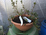 Bonsaijungpflanze japanische Azalea / Azalea japonica Nr.14