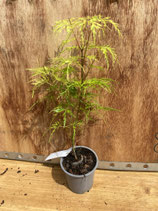 Bonsai Jungpflanze japanischer Fächer-Ahorn 'Seiryu' Nr. 4