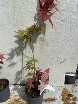 Bonsai Jungpflanze japanischer Blutahorn April 25 Nr. 31