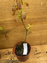 Bonsaijungpflanze Stieleiche Nr. 34 / Quercus robur