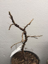 Einheimische Lärche / Larix decidua formiert Nr. 24