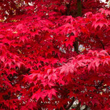 Japanischer Blut Fächerahorn / Acer palmatum "Fireglow"