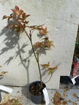 Bonsai Jungpflanze japanischer Blutahorn Nr. 17