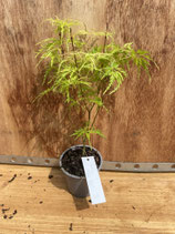 Bonsai Jungpflanze japanischer Fächer-Ahorn 'Seiryu' Nr. 3