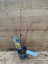 Bonsai Jungpflanze Fächerahorn "Sangokaku" Nr. 148
