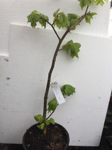 Bonsaijungpflanze Winterlinde Tilia cordata Nr. 105A ca. 50cm hoch