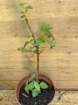 Bonsaijungpflanze Hängebirke / Betula pendula Juni 26 Nr.5