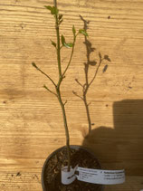 Bonsaijungpflanze Amberbaum ca. 30cm hoch Nr. 2