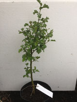 Bonsaijungpflanze Weissdorn Nr. 101