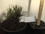 Bonsaijungpflanze Pinus mugo Nr. 3