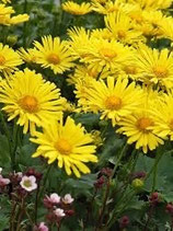 Gemswurz / Doronicum orientale "Little Leo" im 10cm Topf