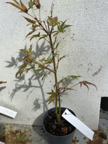 Bonsai Jungpflanze japanischer Blutahorn Nr. 15