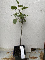 Bonsaijungpflanze Pyrus communis Sorte "Kirchensaller" Nr. 1
