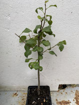 Bonsaijungpflanze Pyrus communis Sorte "Kirchensaller" Nr. 3