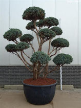 Gartenbonsai chinesischer Wachholder, Juniperus squamata "Meyeri" 200-225cm