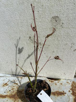 Bonsai Jungpflanze japanischer Blutahorn April 25 Nr. 27