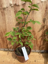 Bonsaijungpflanze Bergulme Mai 25 Nr. 11 / Ulmus glabra
