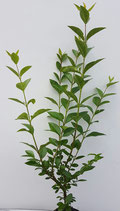 w; Wintergrüner Liguster / Ligustrum vulgare "Atrovirens" wurzelnackt 125cm hoch