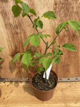 Bonsaijungpflanze Bergulme Mai 25 Nr. 17 / Ulmus glabra