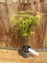 Bonsai Jungpflanze japanischer Fächer-Ahorn 'Seiryu' Nr. 8