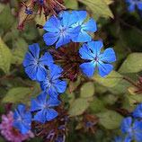 Chinesischer Bleiwurz / Ceratostigma plumbagoides